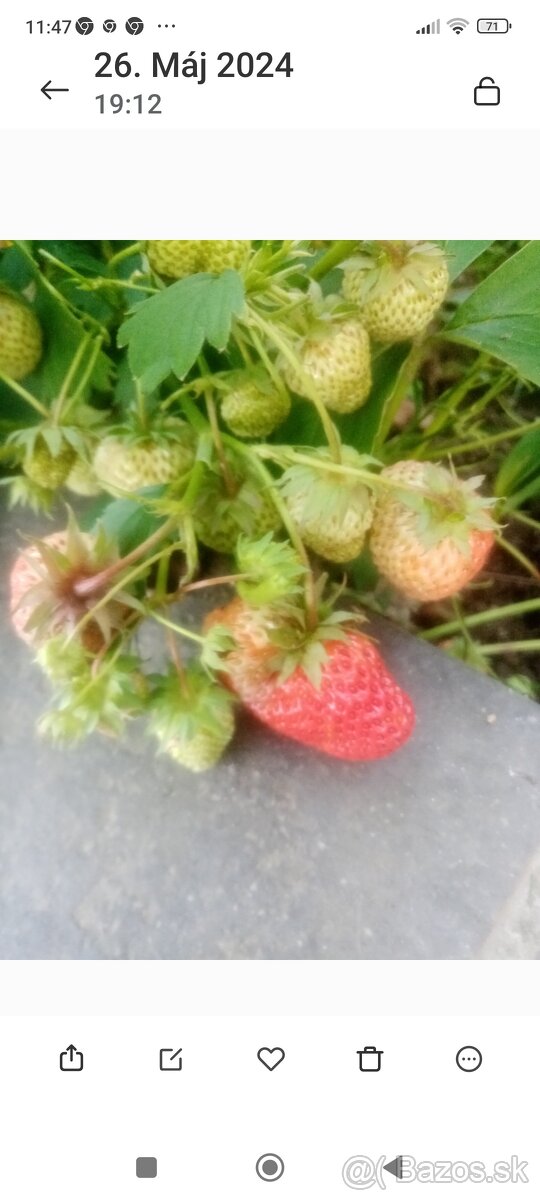 Jahody senga sengana