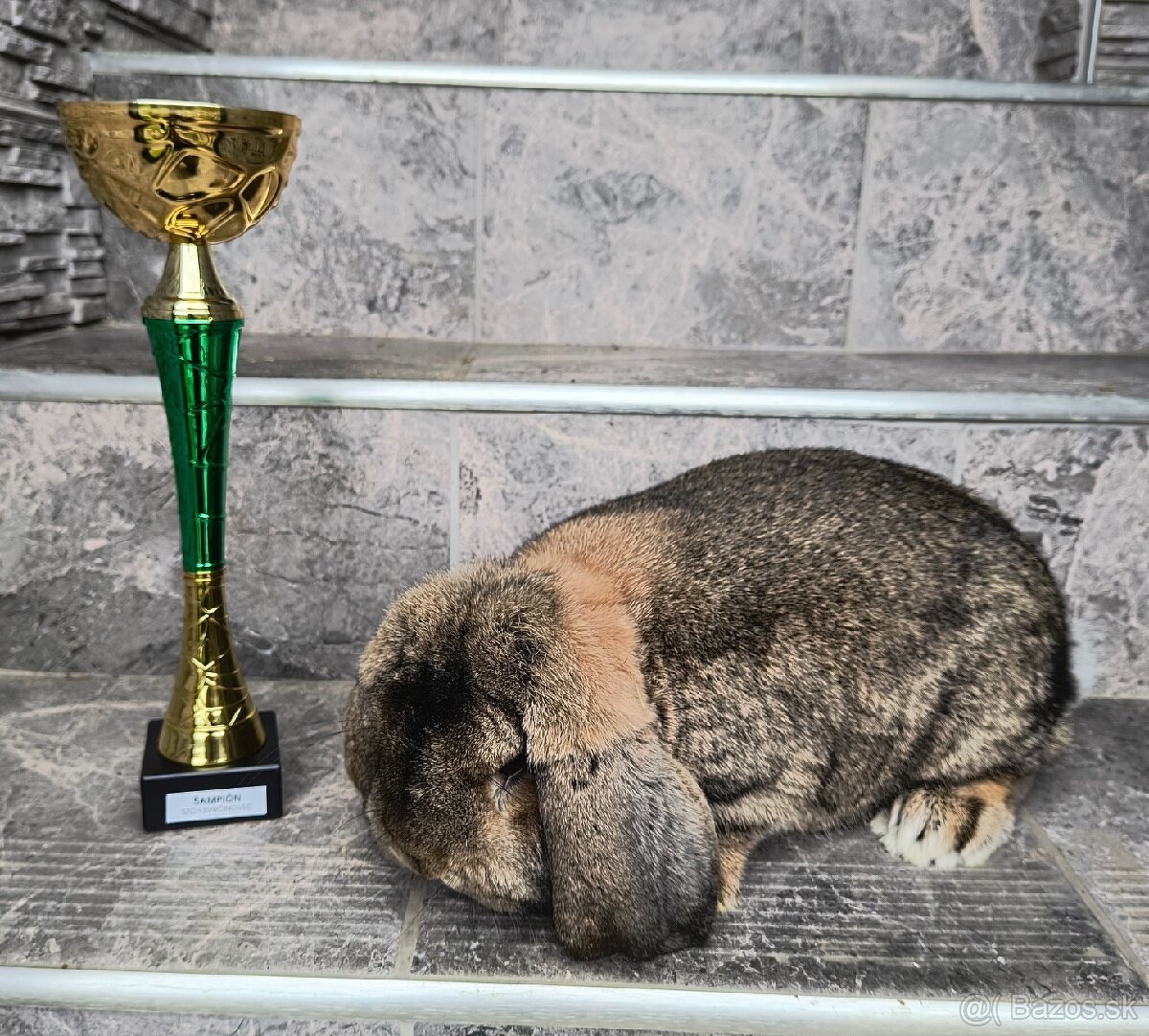 Maly baran divokosfarbeny