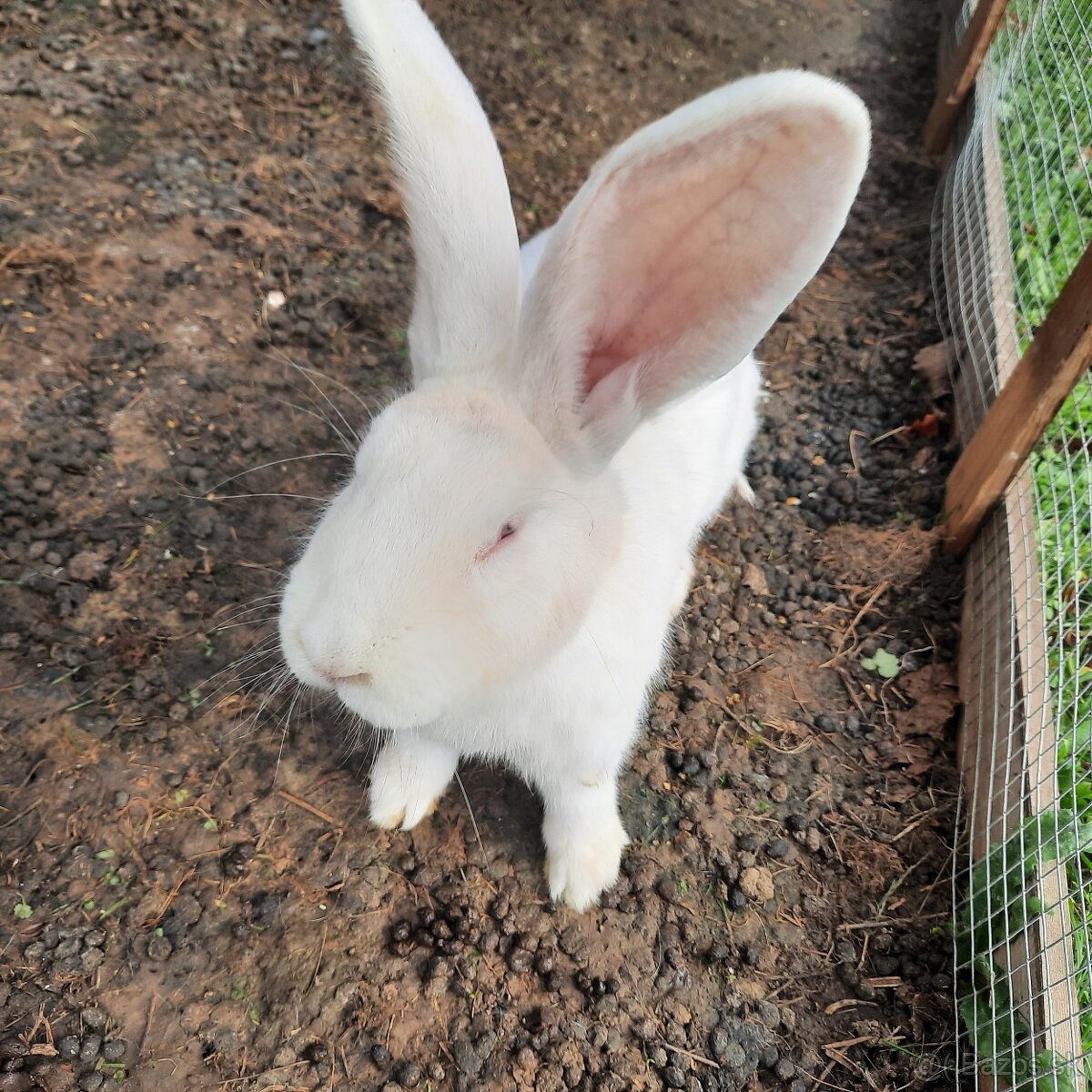 Králik Belgický obor biely