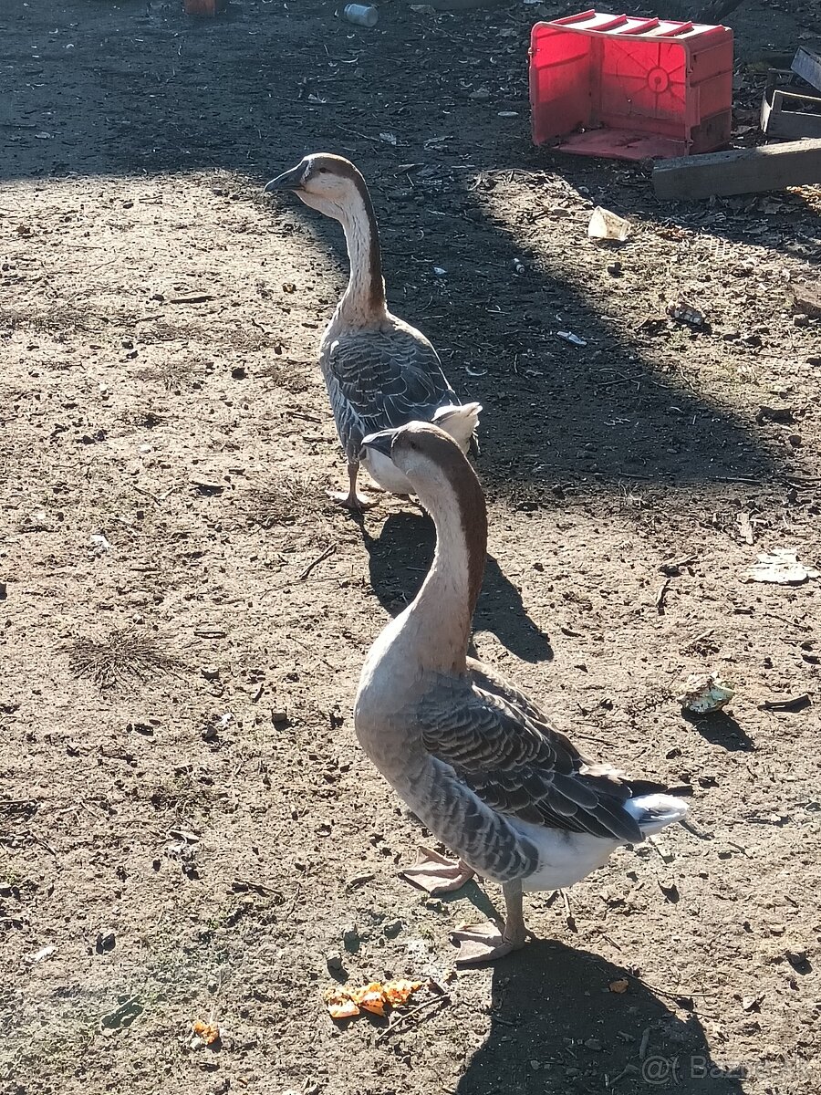 Pár labutích husí