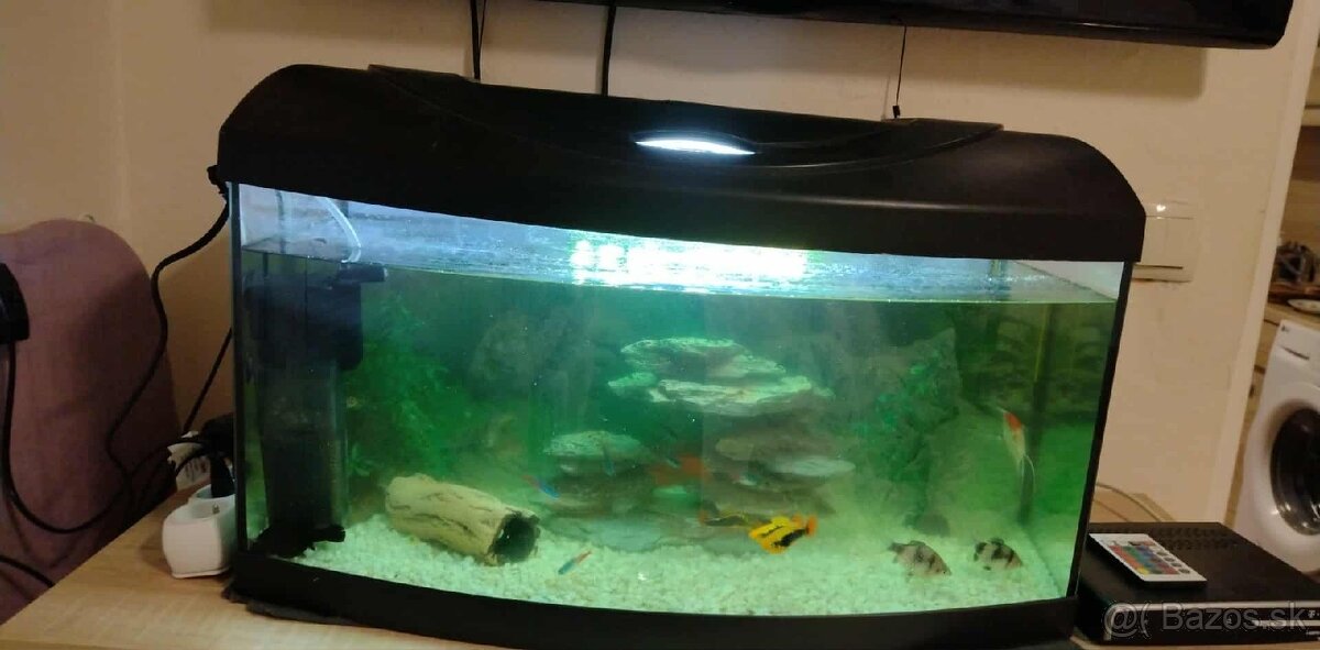 Ponúkam akvárium v plnej výbave s rybami