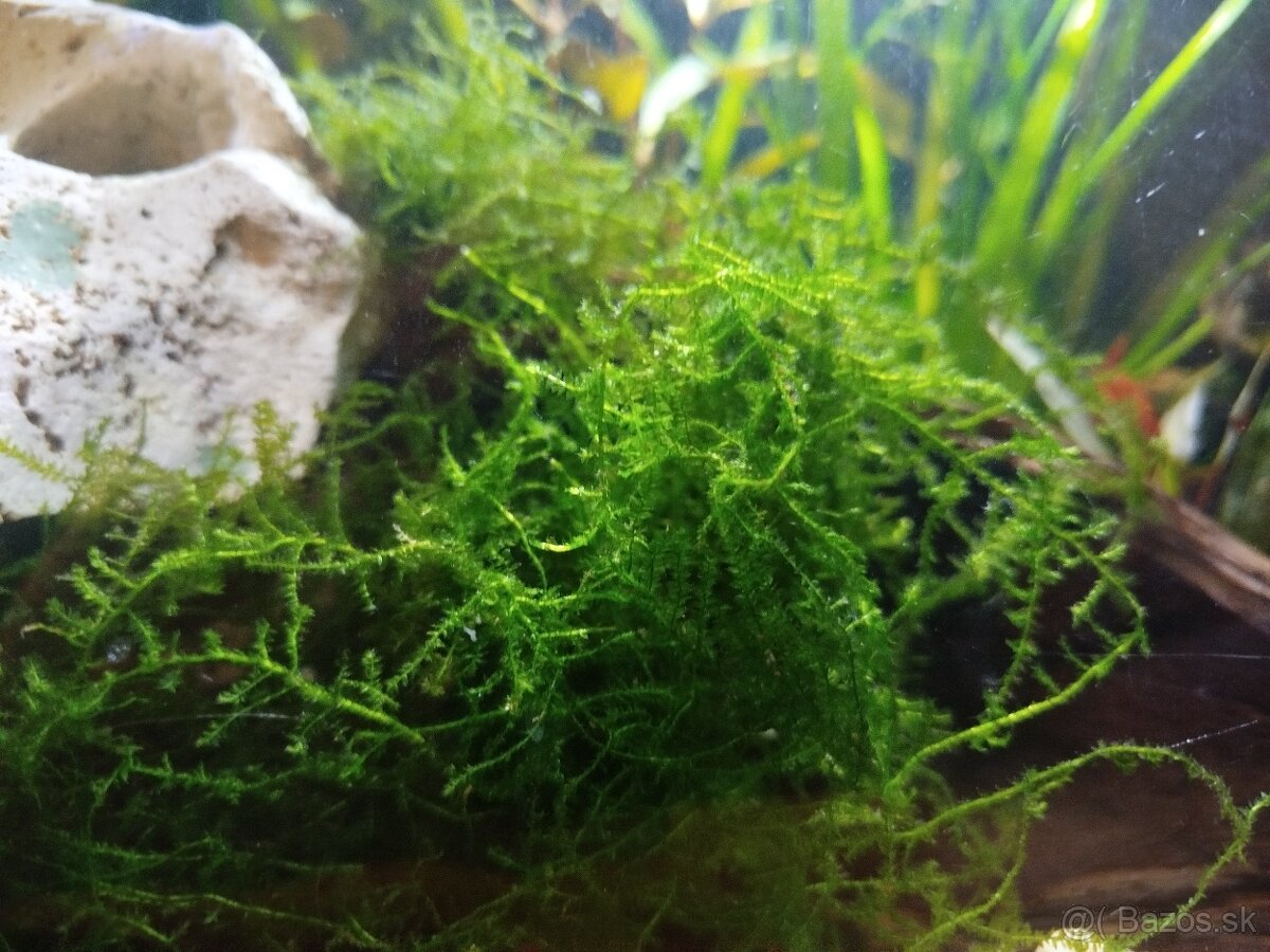 Javský mach – čistý, bez rias a slimákov