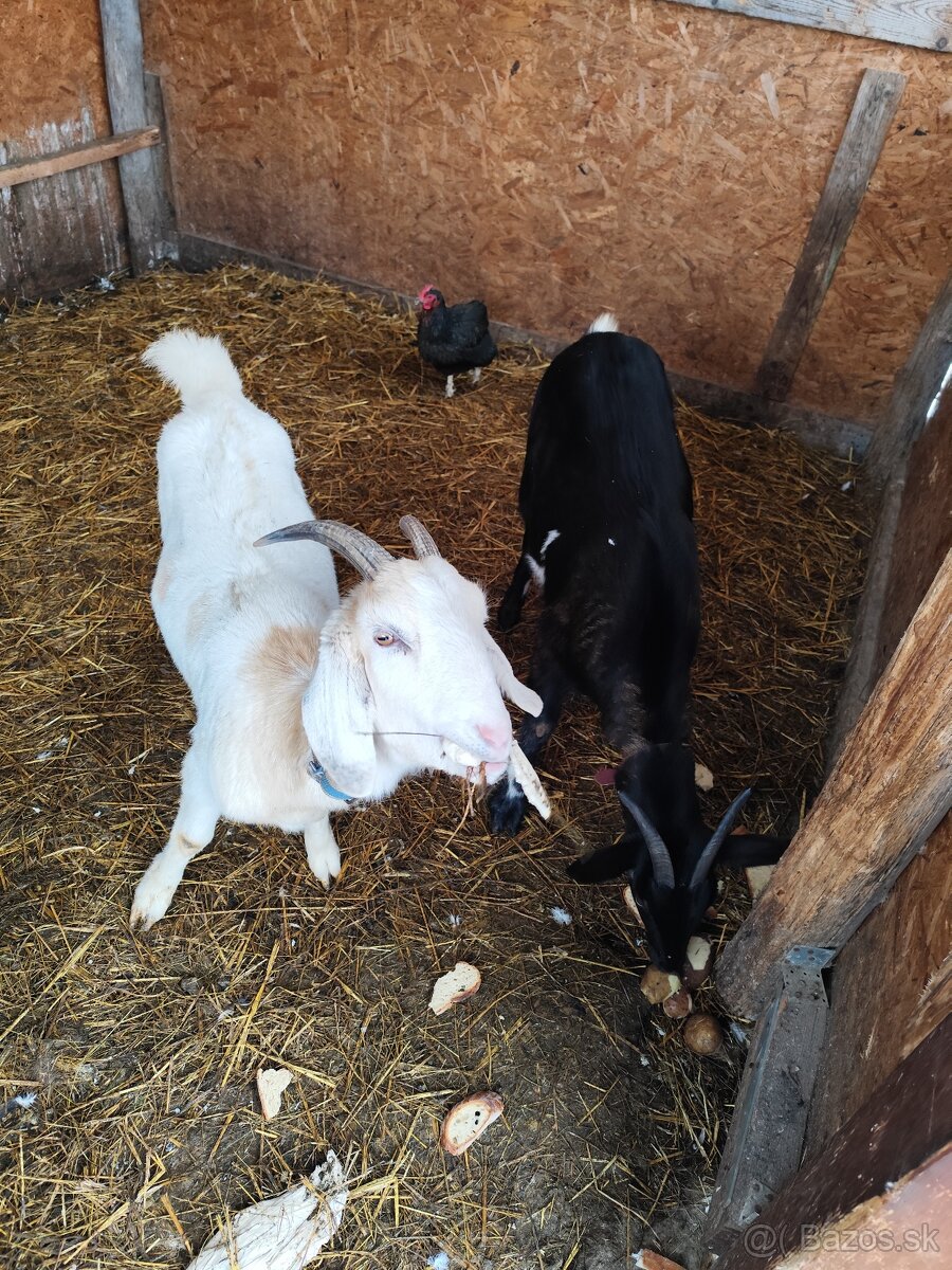 Predám kozy