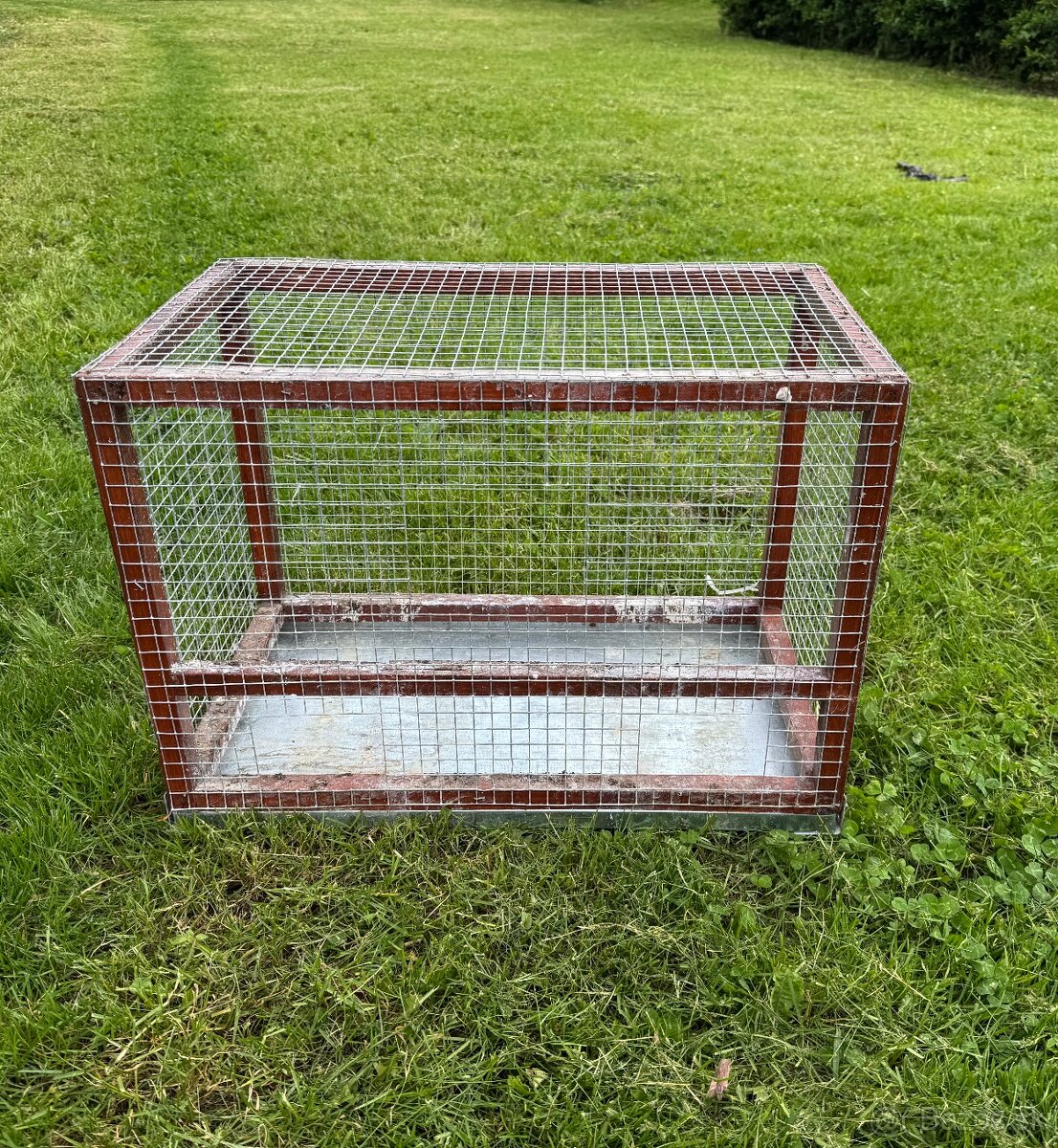 kanárik