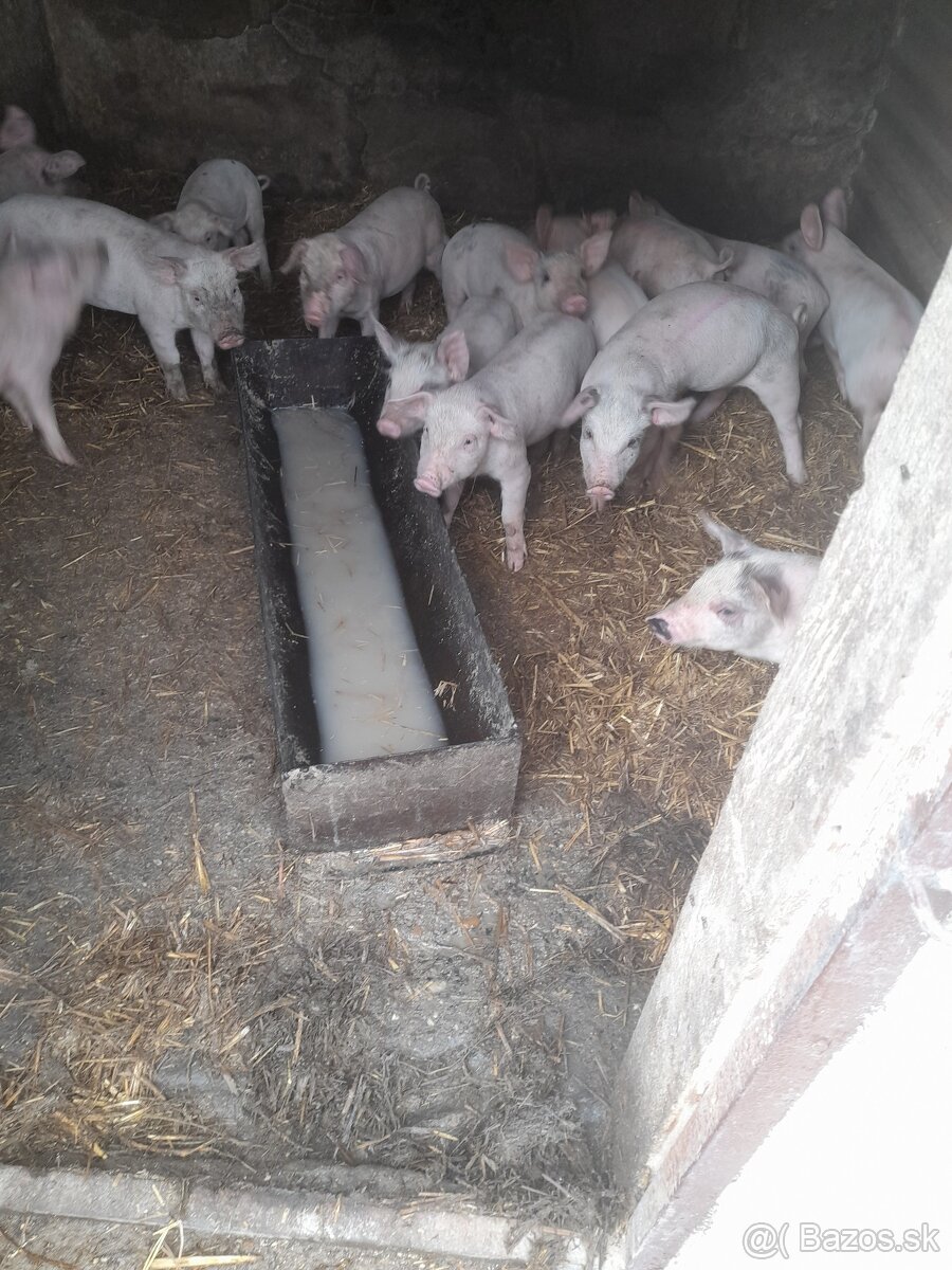 Predám ostavčata ošípané