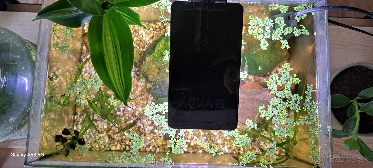 Predávam akvarium aj s rybami