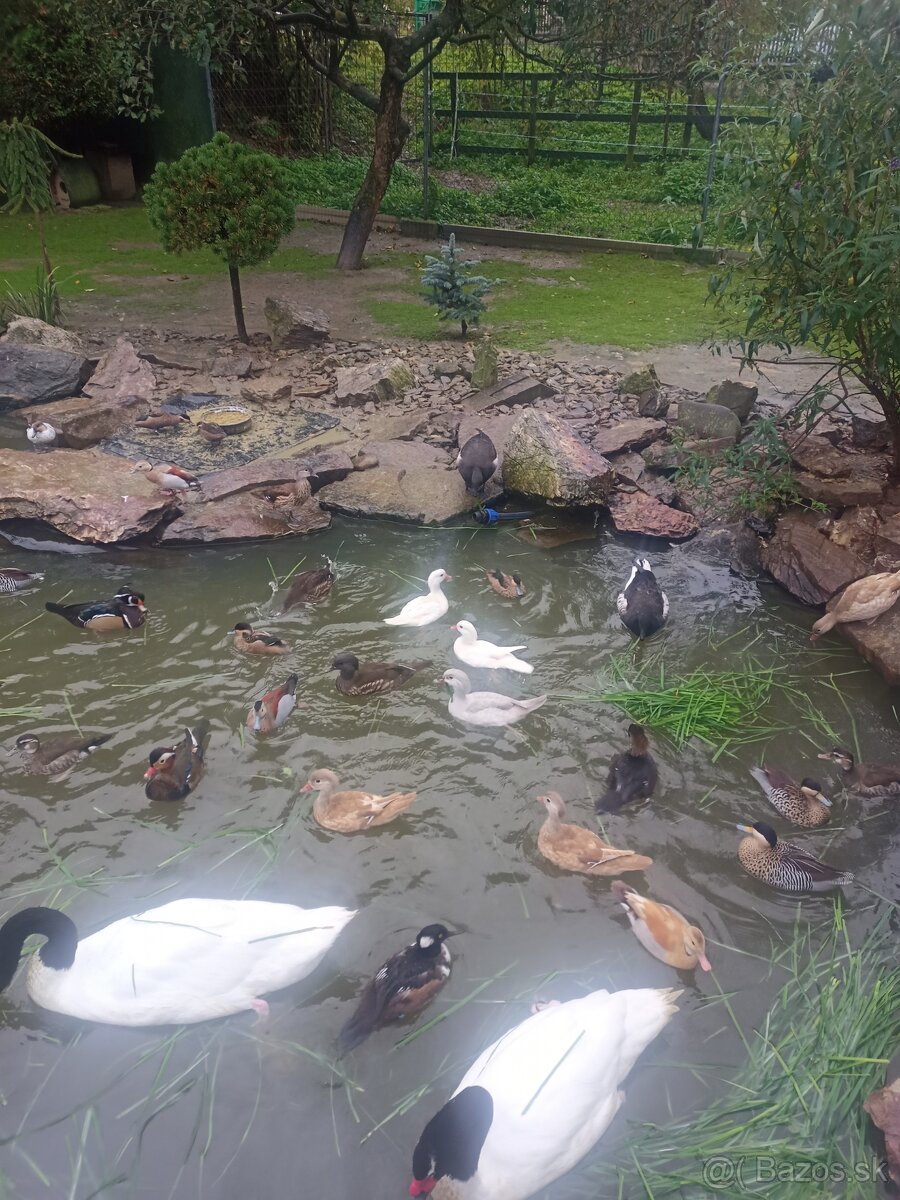 Kačička Mandarínka