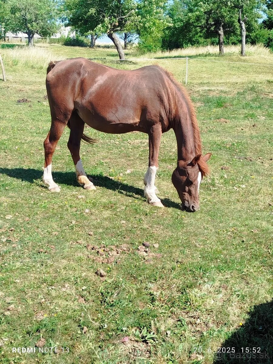 Kobyla Arabský plnokrvnik