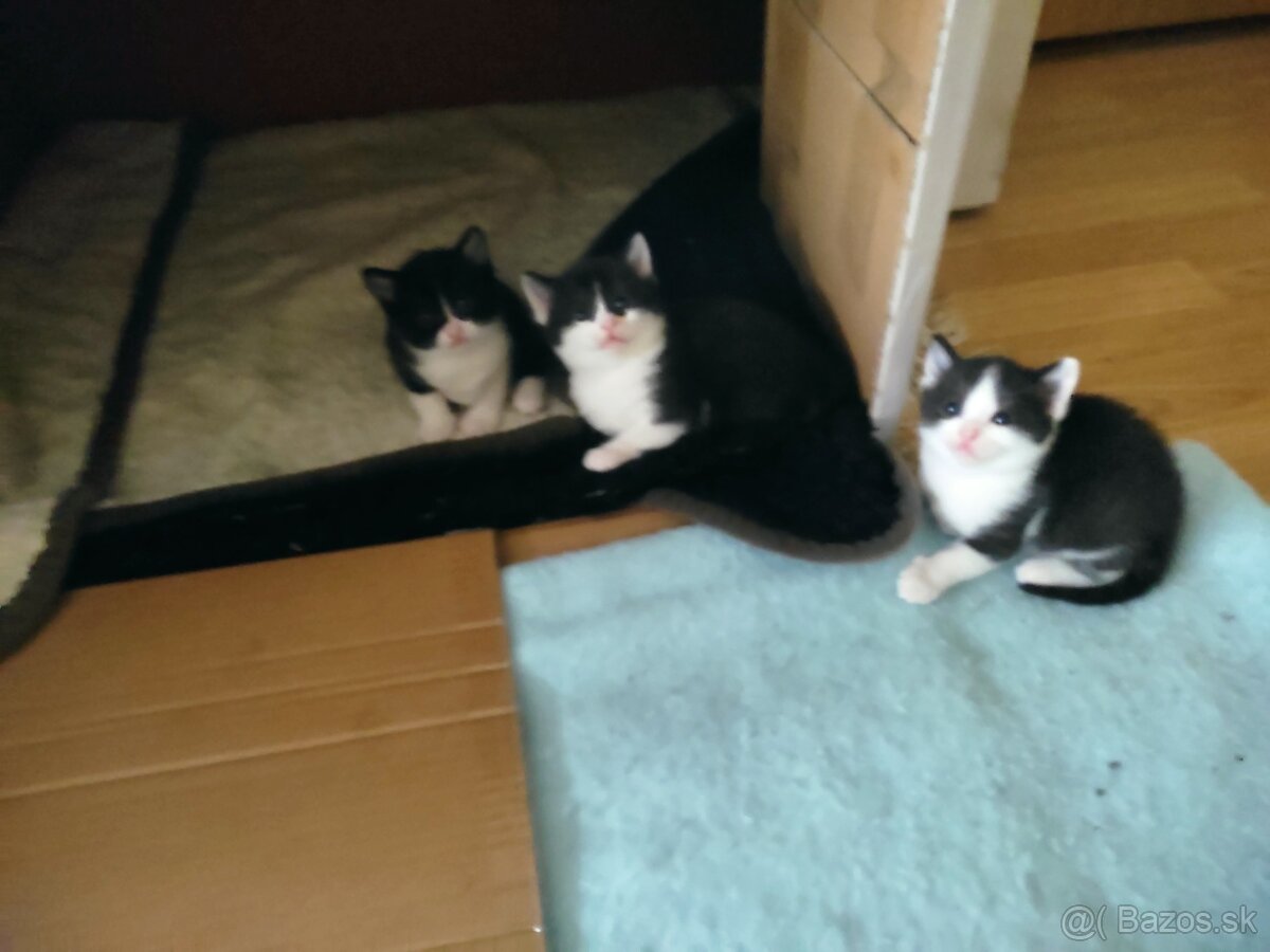 Polobritské mačiatka