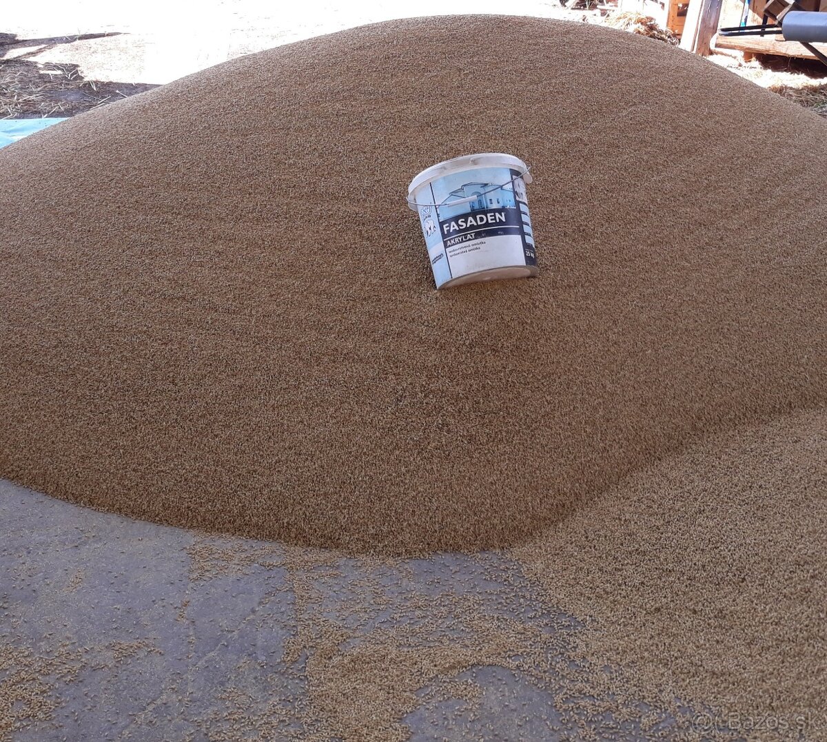 Pšenica, žito, zrno