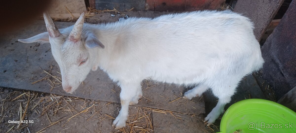 Predám capka alebo vymením za kozu