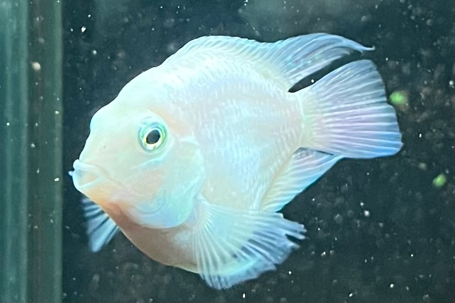 Kúpim White Dwarf Balloon Parrot Cichlids
