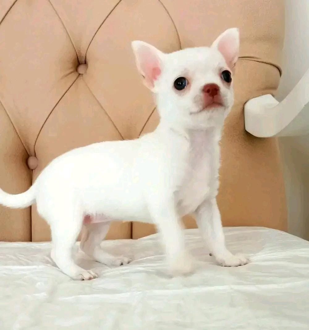 Šteniatka čivavy hľadajú domov.