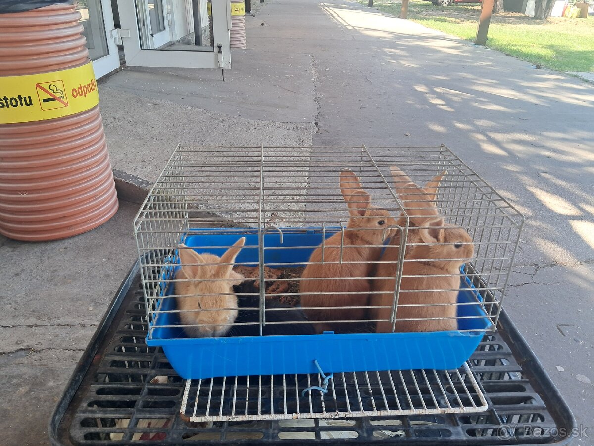 Zakrsle zajavce