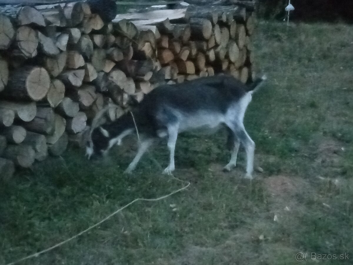 Predám kozu z malou kozičkou