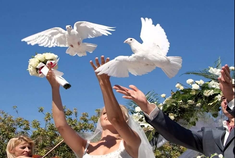 Vypustenie svadobných holubov