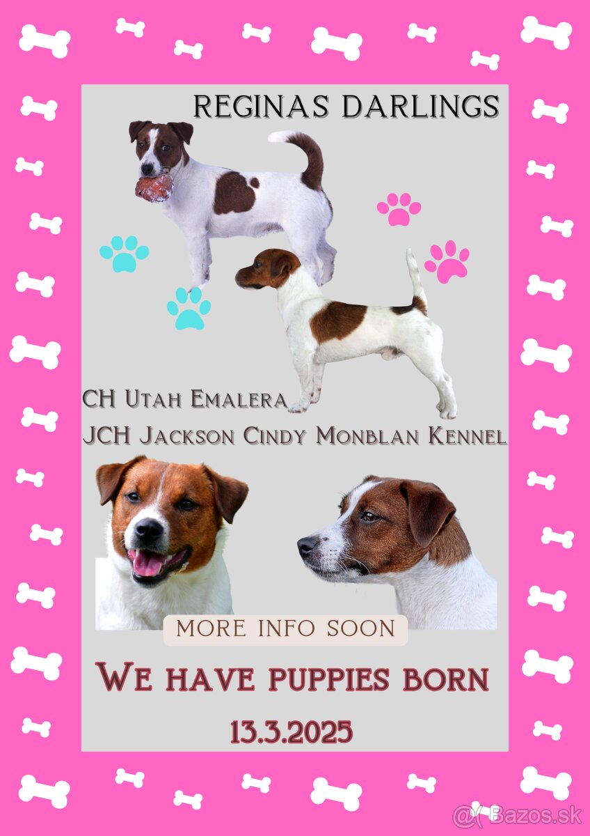 Jack Russell teriér s průkazem původu - pejsek