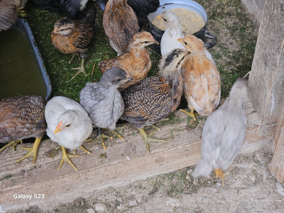 Predám nasadové vajíčka araucana