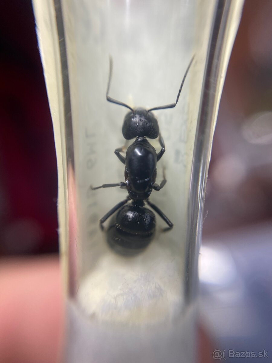 Camponotus vagus