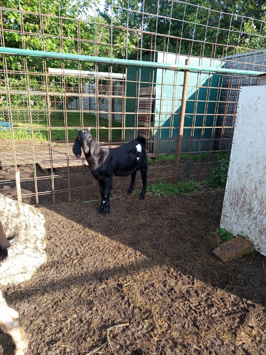 AN capko