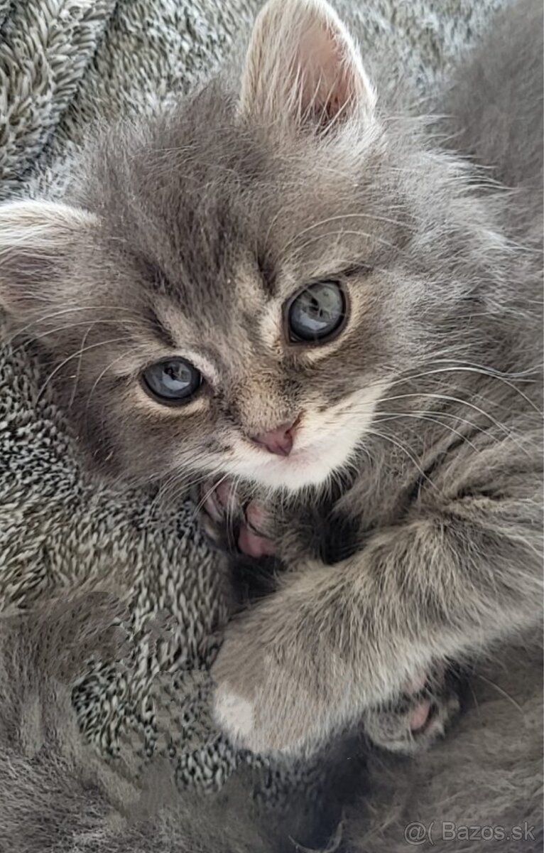 Ragdoll mačiatka