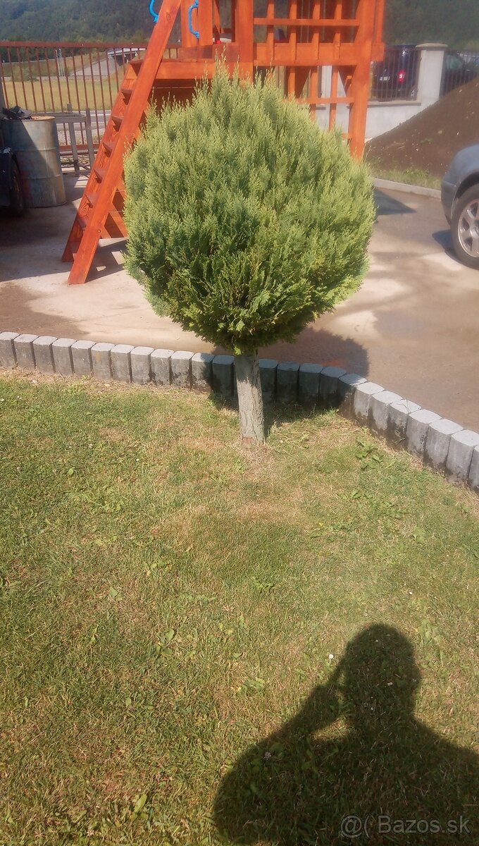 Thuja tuja