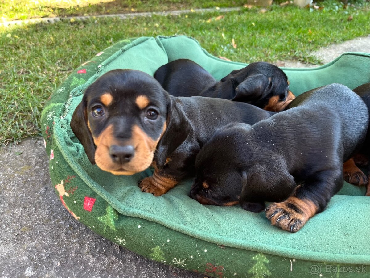 Jazvečík krátkosrstý.