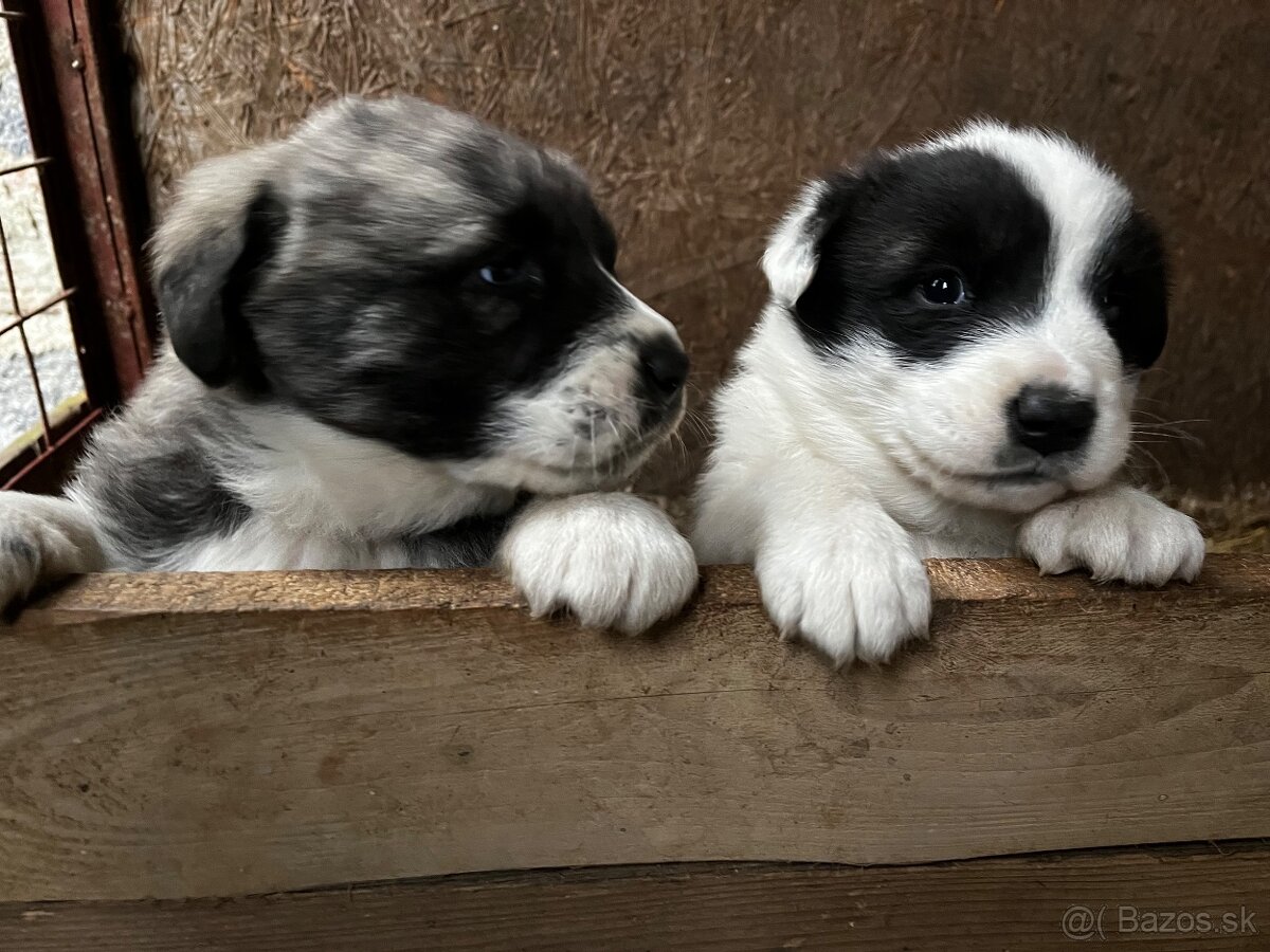 Stredoázijský ovčiak - šteniatka