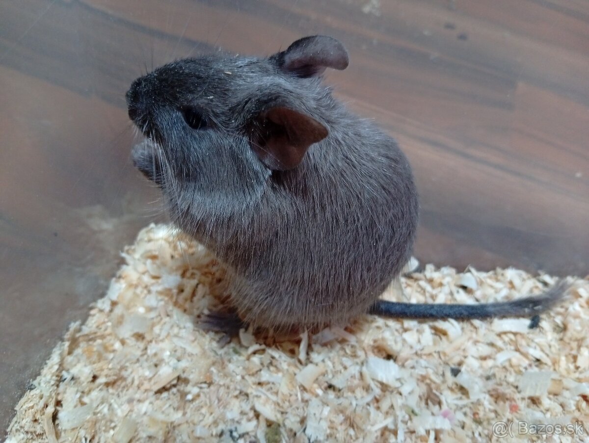 Osmak degu