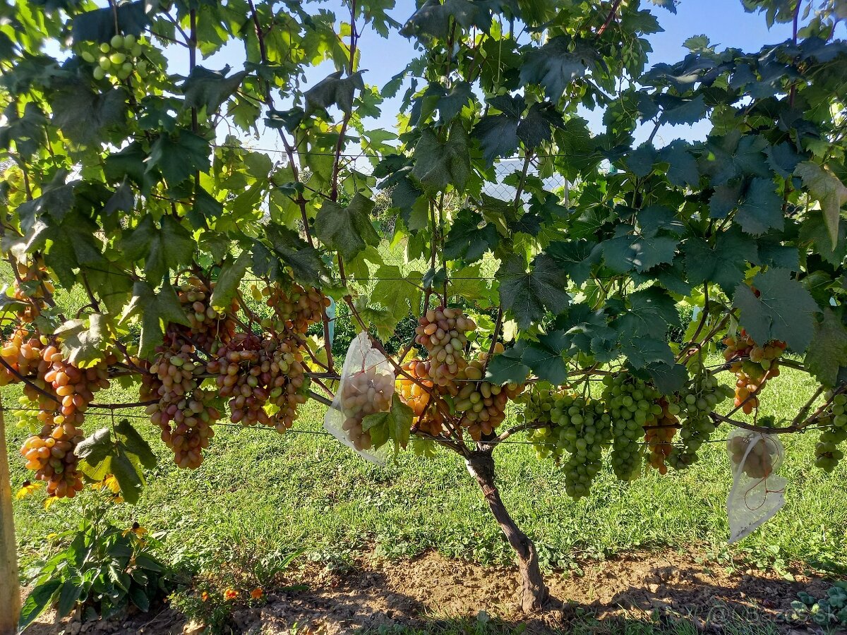 Sadenice viniča