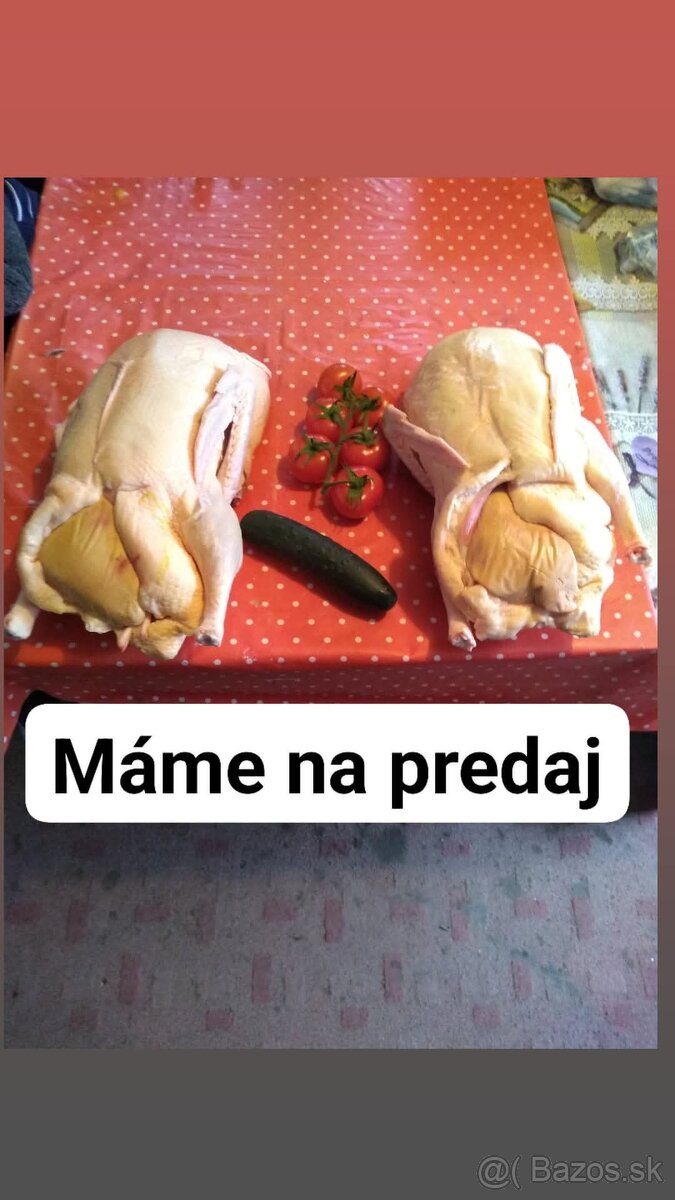 Vykrmené kačice
