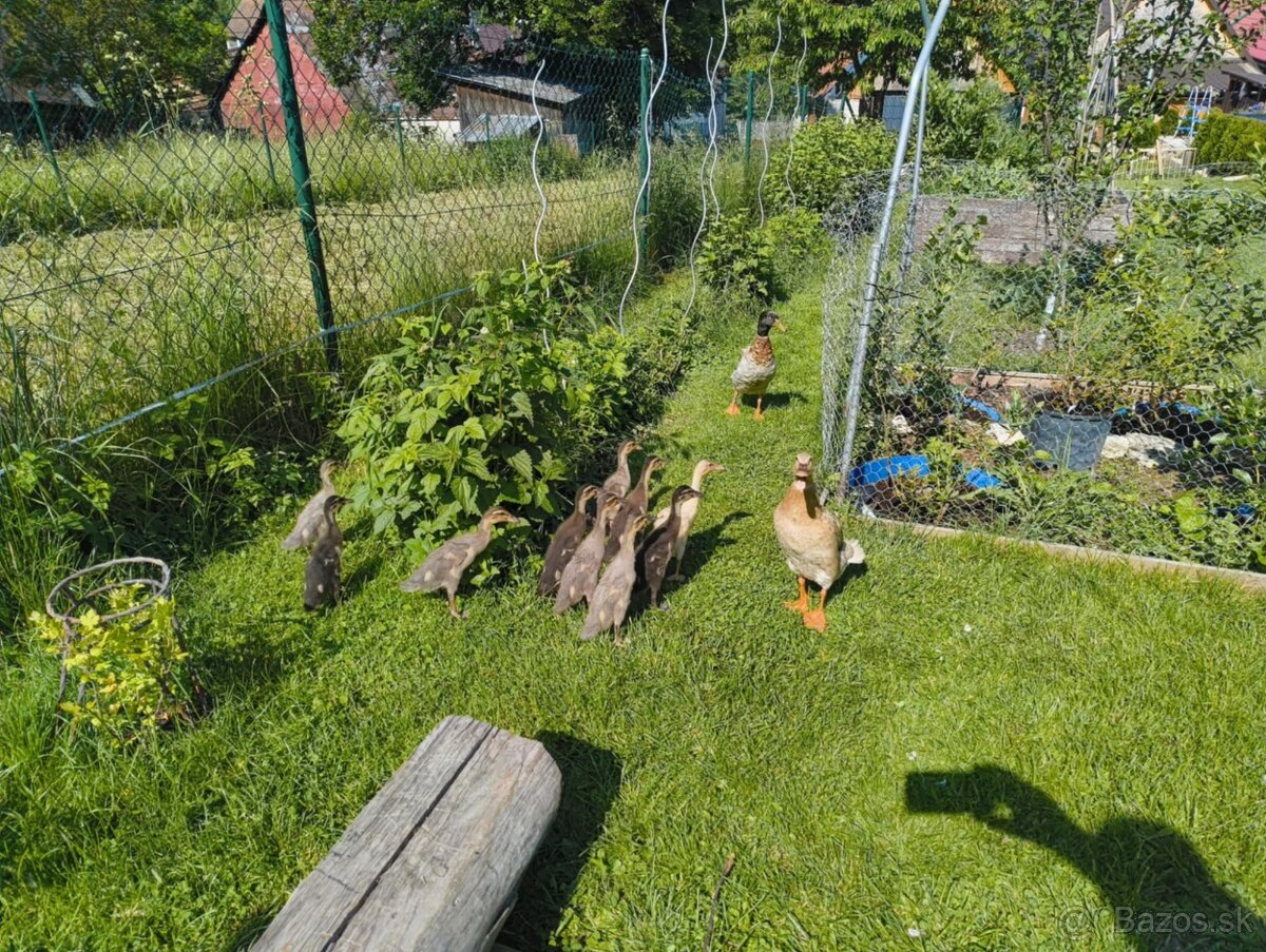 Idycke bežce