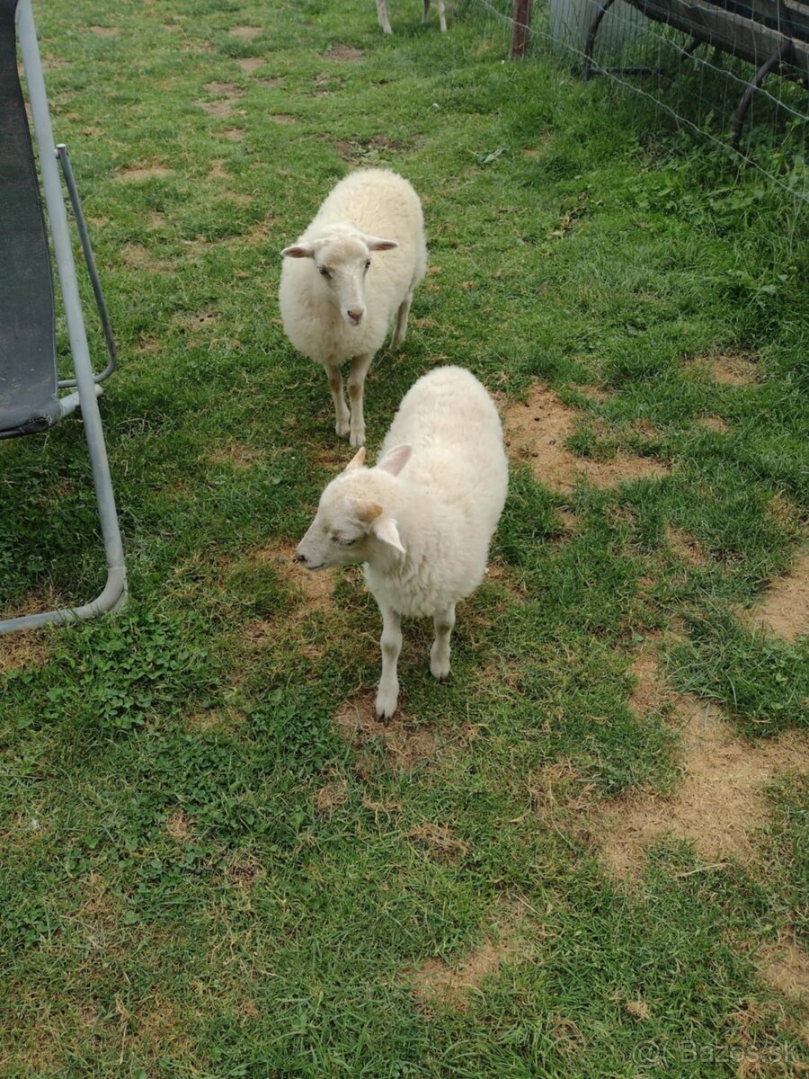 Predám mini ovečku,barany