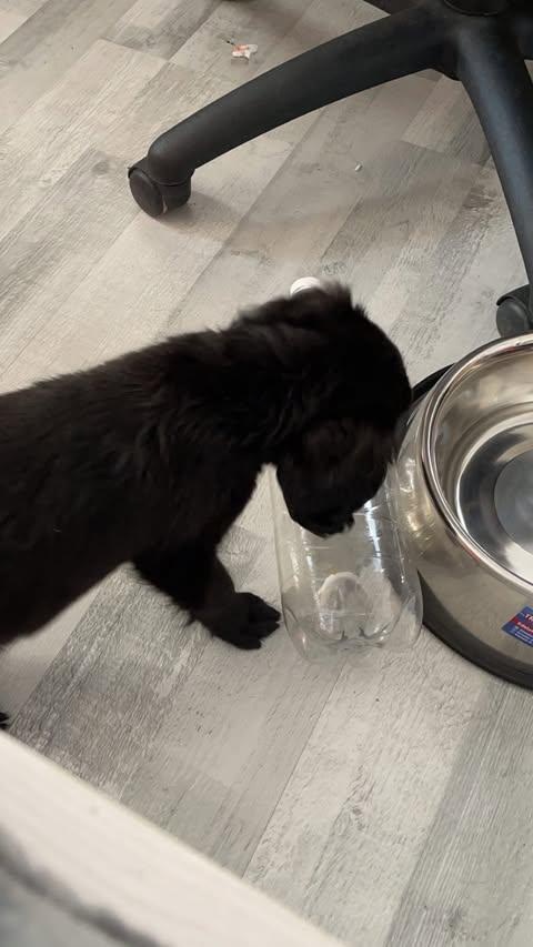 Dobrý deň predám labradora
