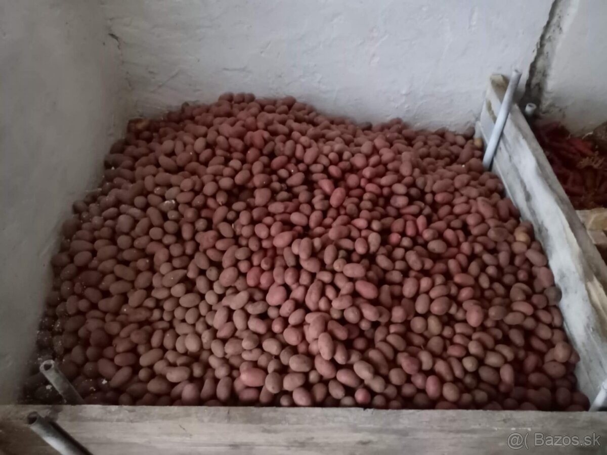 Konzumné bio zemiaky ružiaky