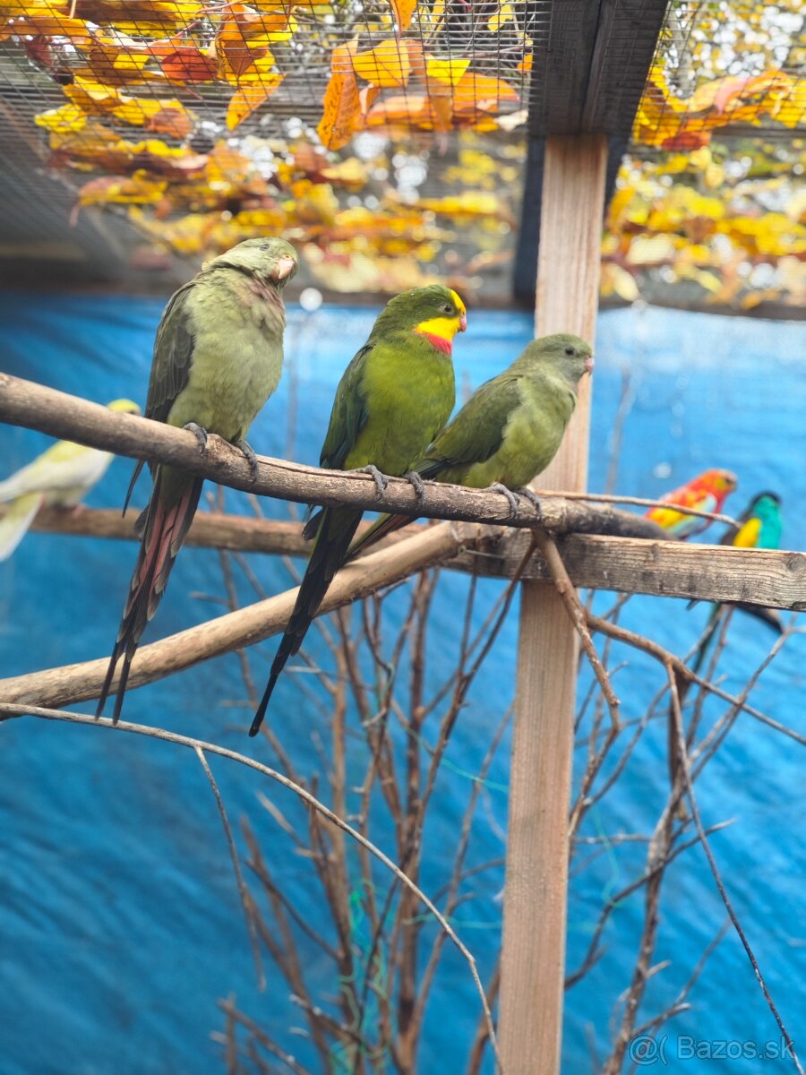 Papagáj nadherny - baraband