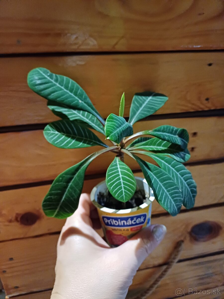 Euphorbia leuconeura