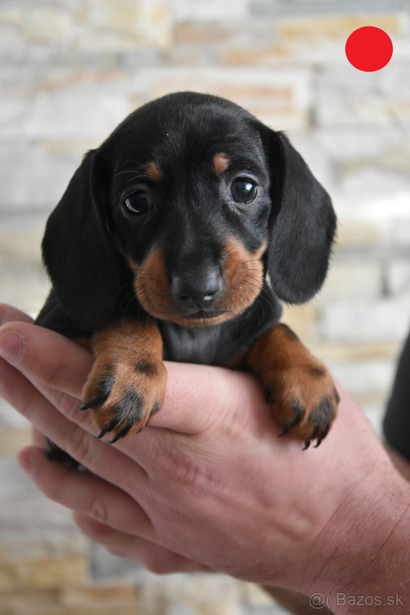 Jazvečík krátkosrsty trpaslíčí