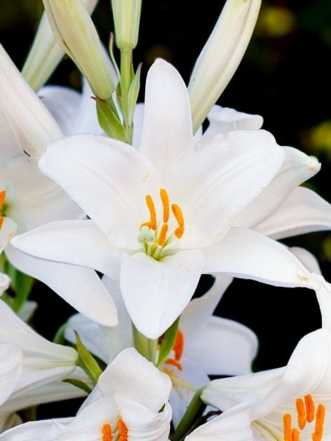 Liečivá ľalia - cibuľky k odberu