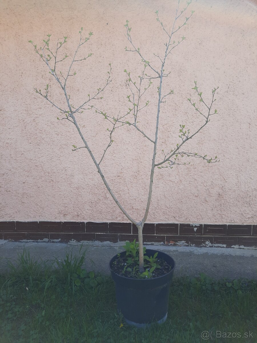 Predám Morušu
