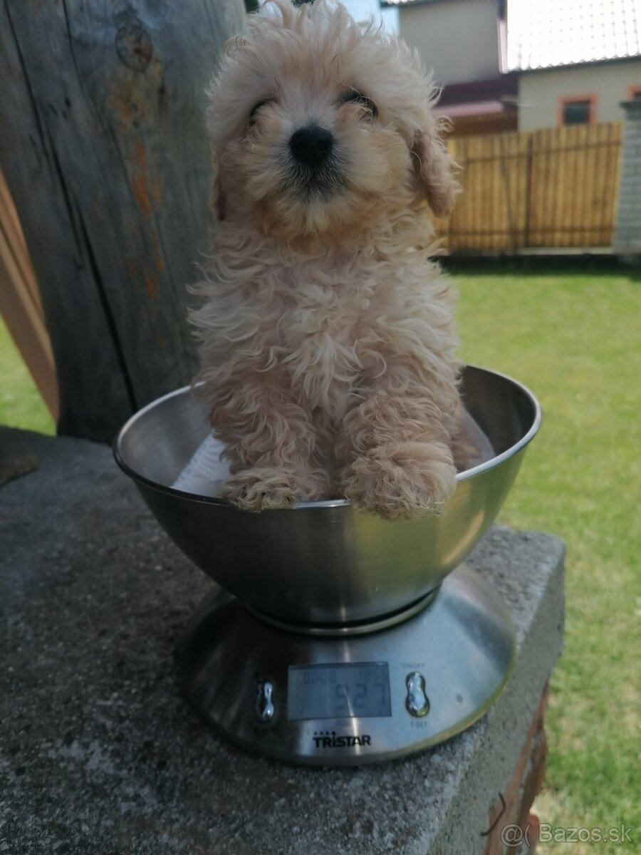 Predám šteniatka maltipoo.