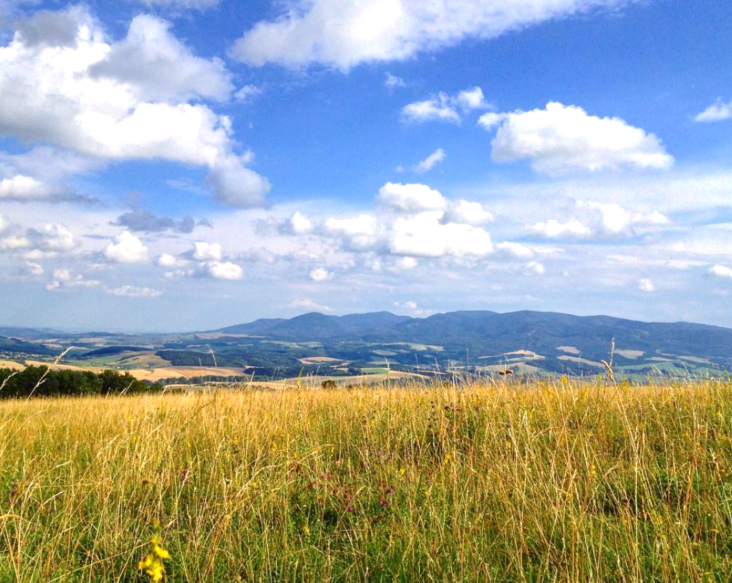 Pušovce – 16.000 m2 ORNÁ PÔDA a LES pri Prešove