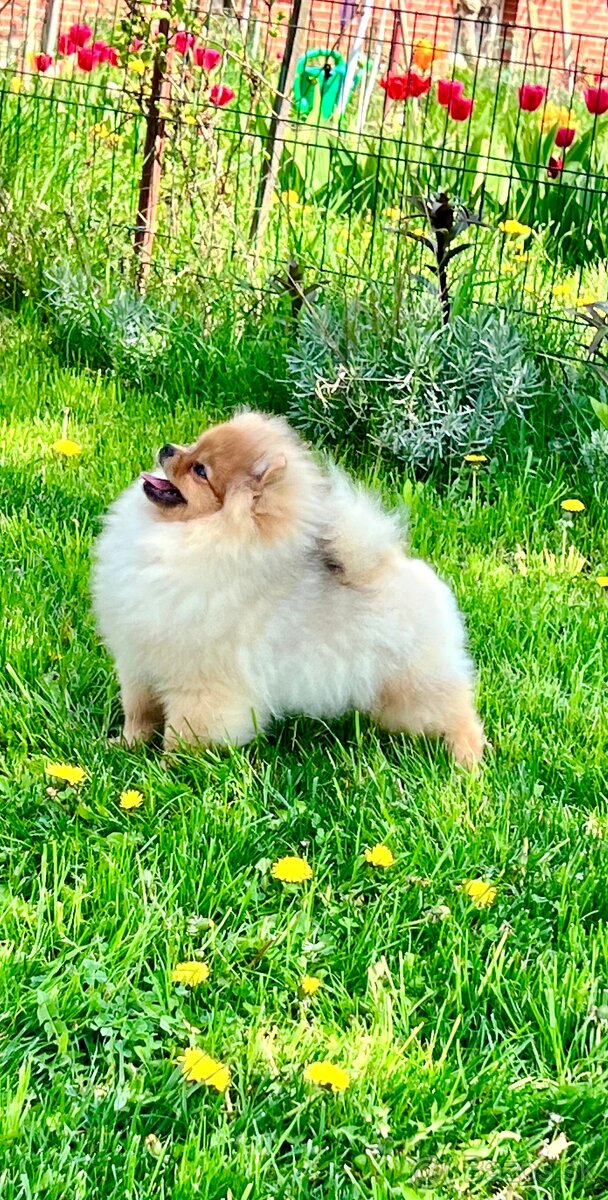 Šteniatko Pomeranian