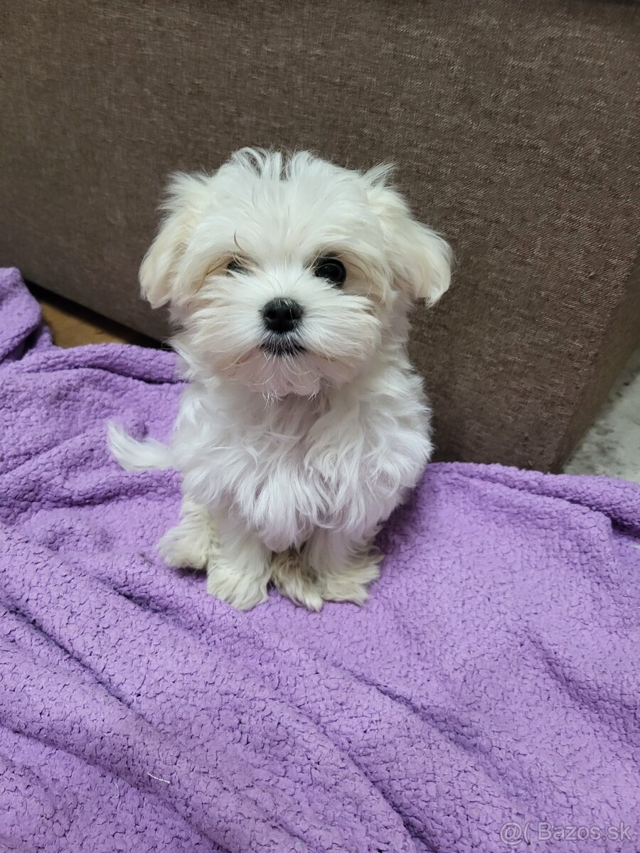 Mini maltezák