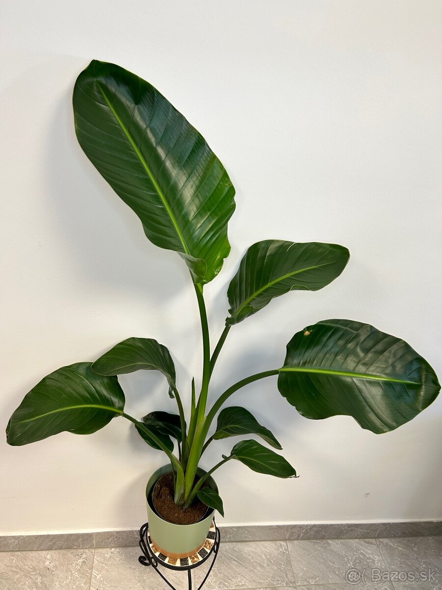 Strelitzia Nicolai