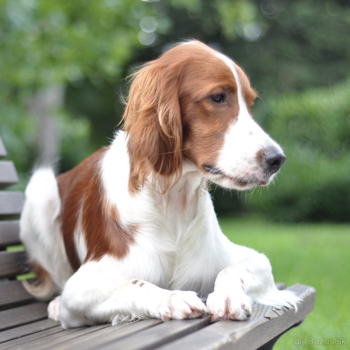 Írsky červenobiely seter - exkluzívne šteniatko