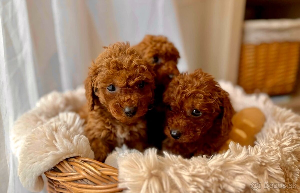 Dark Red miniature / Poodle / Pudlik / Poodel / pudel /pudl