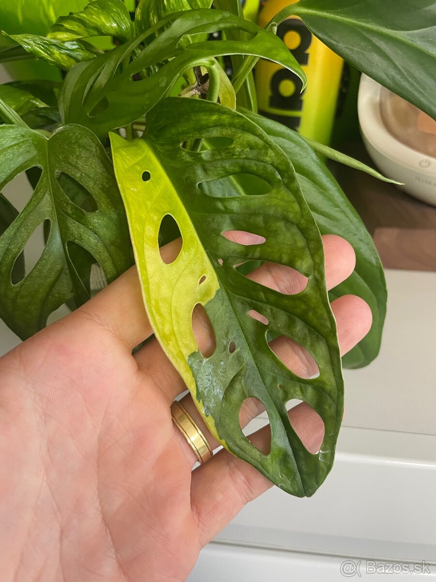 Monstera Adansonii Aurea