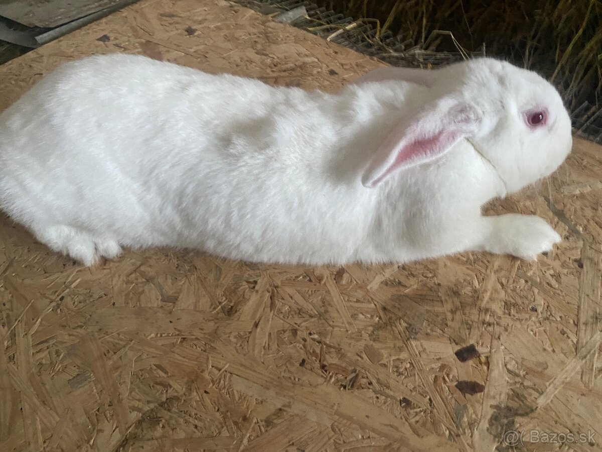 Predám kraliky hyla