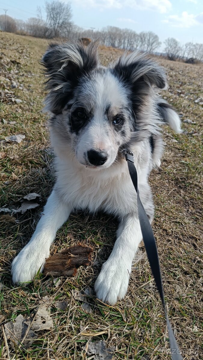 5-mesačné šteniatko Border kolie - merle